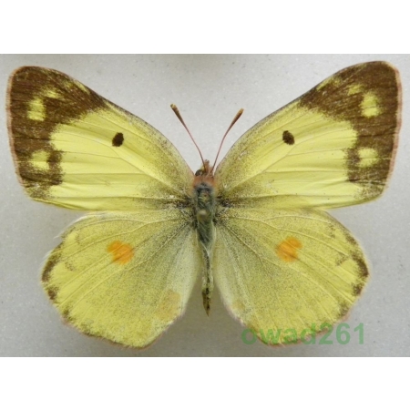 Colias erate poligraphus Motschulsky, 1860 China3